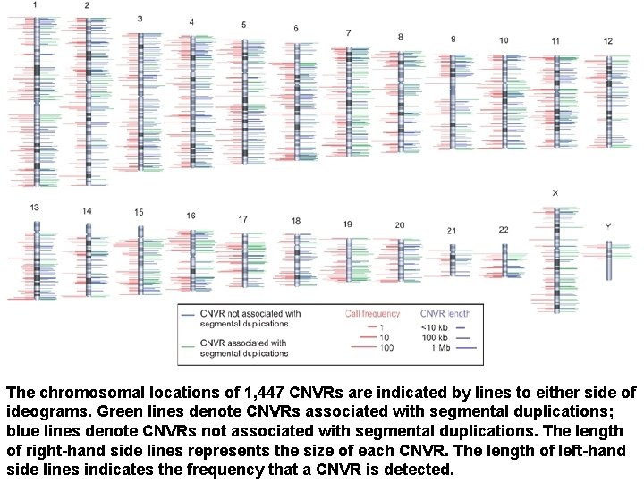 The chromosomal locations of 1, 447 CNVRs are indicated by lines to either side