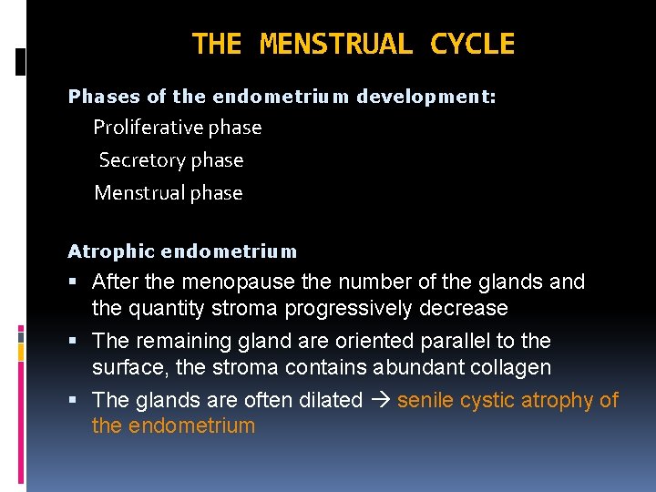 THE MENSTRUAL CYCLE Phases of the endometrium development: Proliferative phase Secretory phase Menstrual phase