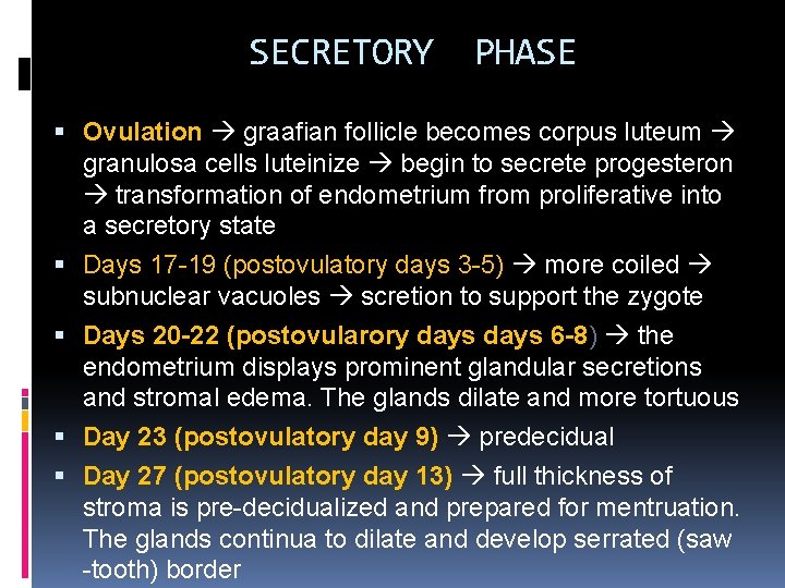 SECRETORY PHASE Ovulation graafian follicle becomes corpus luteum granulosa cells luteinize begin to secrete