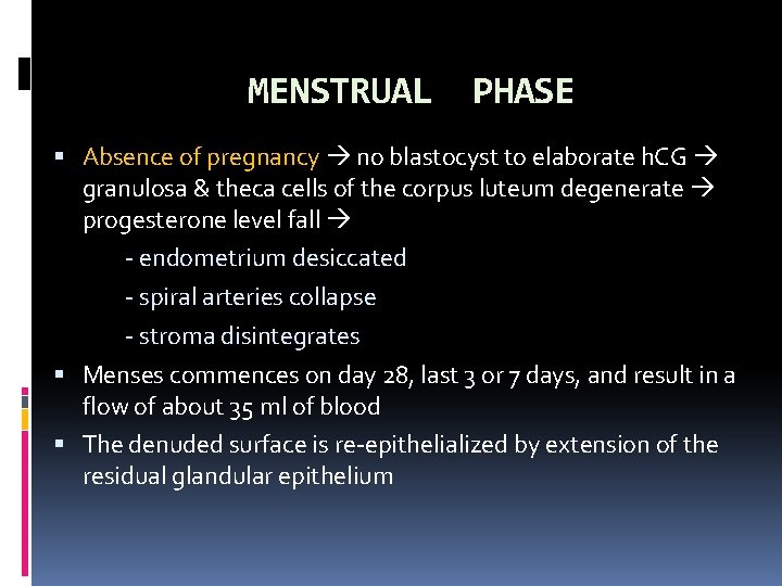 MENSTRUAL PHASE Absence of pregnancy no blastocyst to elaborate h. CG granulosa & theca