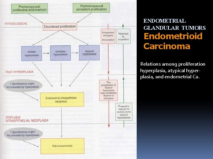 ENDOMETRIAL GLANDULAR TUMORS Endometrioid Carcinoma Relations among proliferation hyperplasia, atypical hyperplasia, and endometrial Ca.