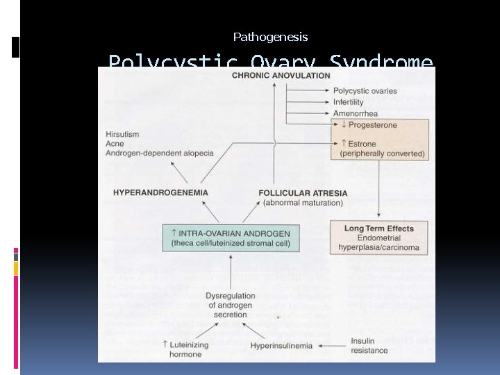 Pathogenesis Polycystic Ovary Syndrome 
