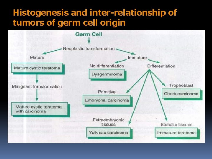 Histogenesis and inter-relationship of tumors of germ cell origin 