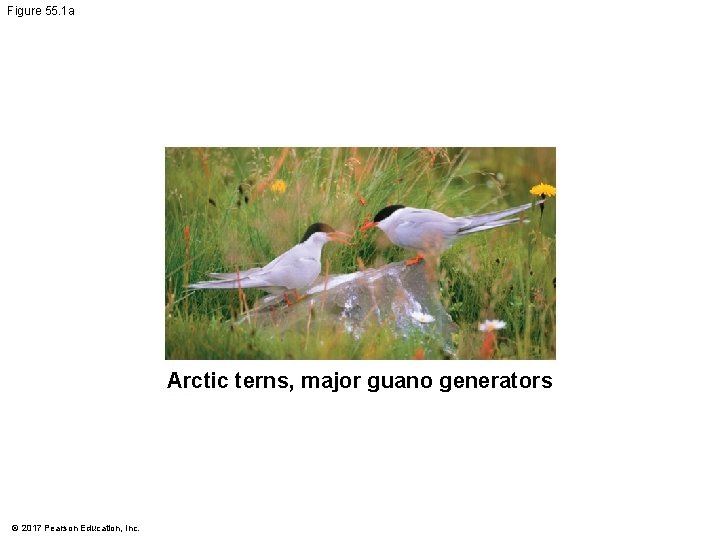 Figure 55. 1 a Arctic terns, major guano generators © 2017 Pearson Education, Inc.