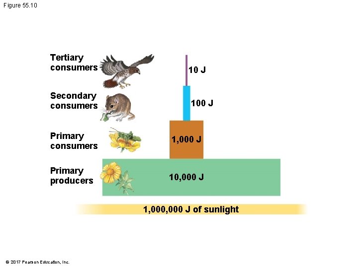 Figure 55. 10 Tertiary consumers 10 J Secondary consumers 100 J Primary consumers 1,
