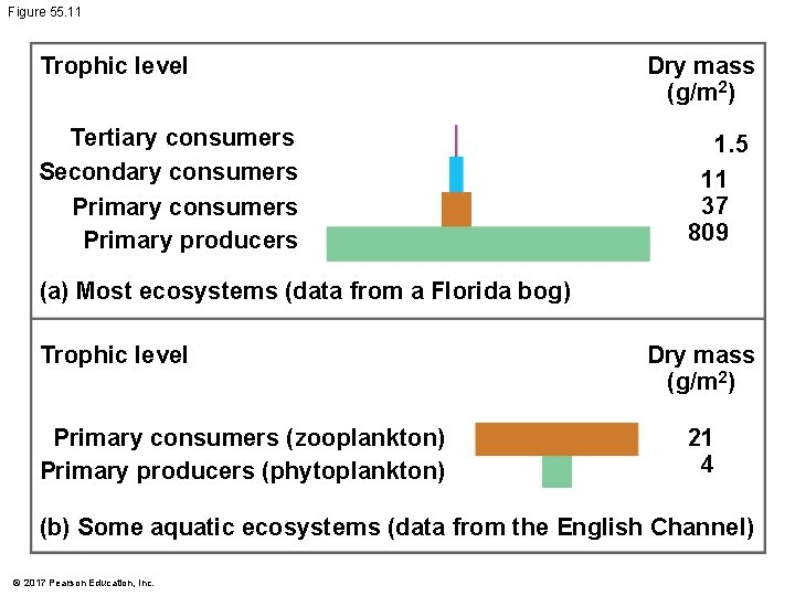 Figure 55. 11 Trophic level Tertiary consumers Secondary consumers Primary producers Dry mass (g/m