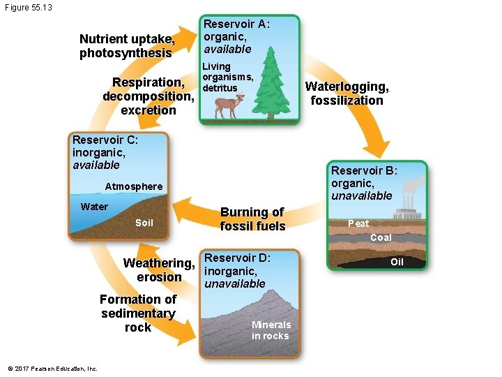 Figure 55. 13 Nutrient uptake, photosynthesis Respiration, decomposition, excretion Reservoir A: organic, available Living