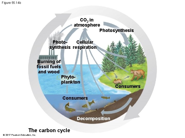 Figure 55. 14 b CO 2 in atmosphere Photosynthesis Photo. Cellular synthesis respiration Burning