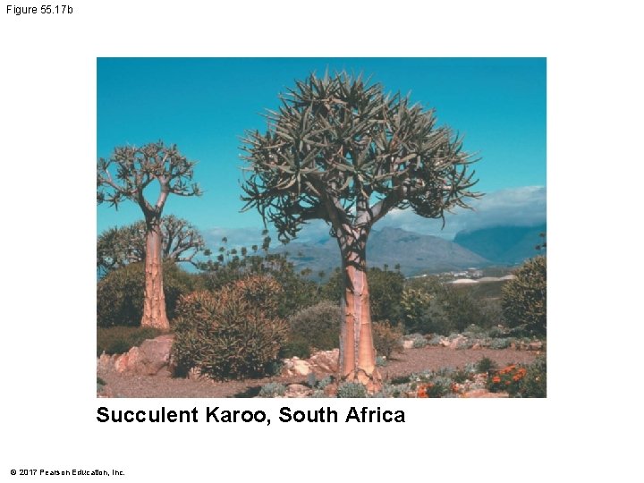 Figure 55. 17 b Succulent Karoo, South Africa © 2017 Pearson Education, Inc. 