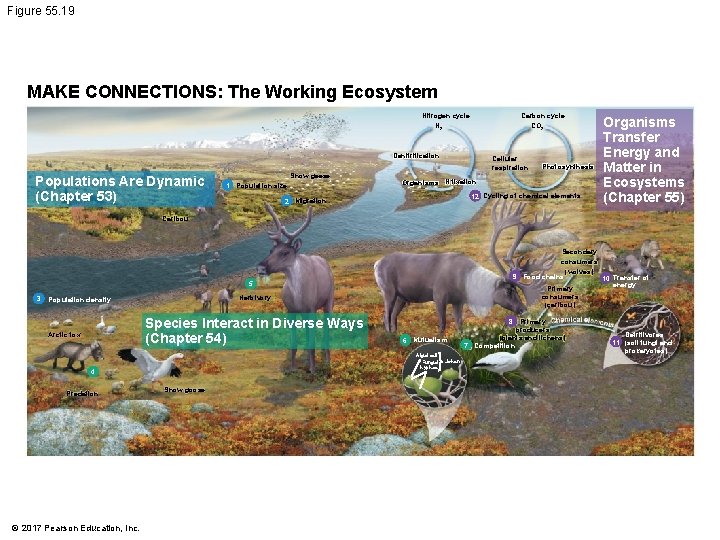 Figure 55. 19 MAKE CONNECTIONS: The Working Ecosystem Nitrogen cycle Carbon cycle N 2
