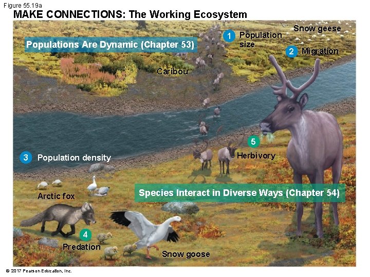 Figure 55. 19 a MAKE CONNECTIONS: The Working Ecosystem Populations Are Dynamic (Chapter 53)