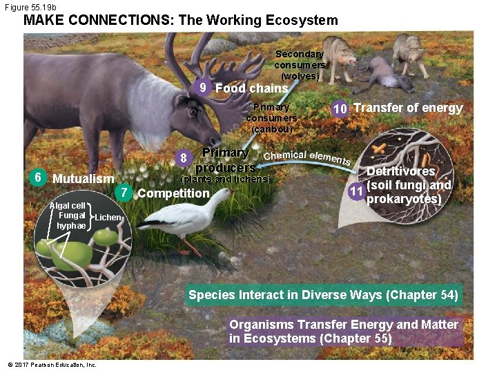 Figure 55. 19 b MAKE CONNECTIONS: The Working Ecosystem Secondary consumers (wolves) 9 Food