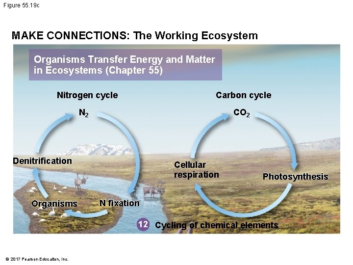 Figure 55. 19 c MAKE CONNECTIONS: The Working Ecosystem Organisms Transfer Energy and Matter
