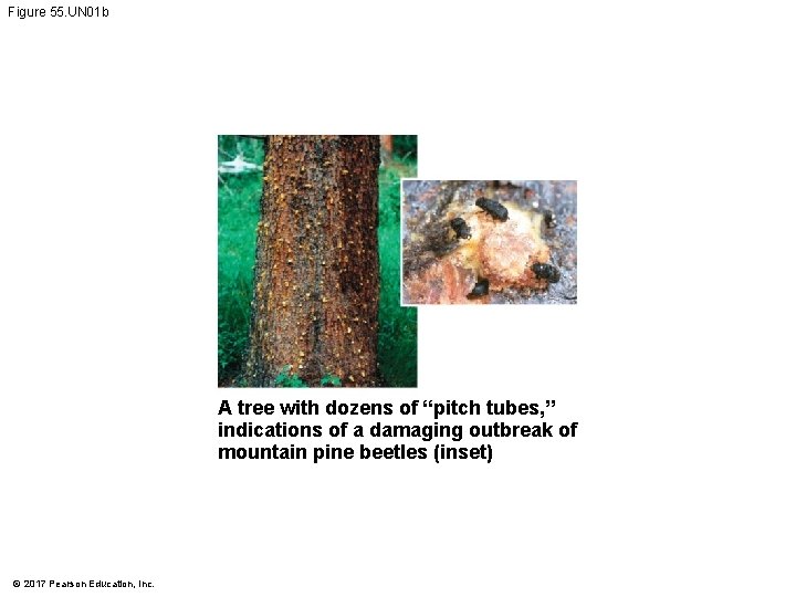 Figure 55. UN 01 b A tree with dozens of “pitch tubes, ” indications