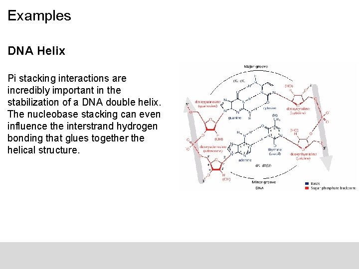 Examples DNA Helix Pi stacking interactions are incredibly important in the stabilization of a
