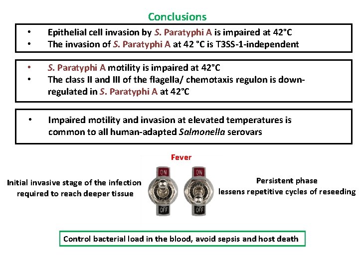 Conclusions • • Epithelial cell invasion by S. Paratyphi A is impaired at 42°C