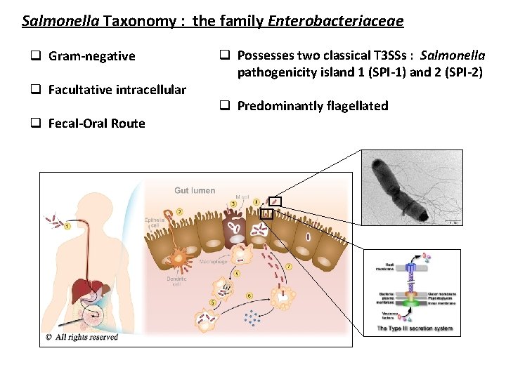 Salmonella Taxonomy : the family Enterobacteriaceae q Gram-negative q Facultative intracellular q Fecal-Oral Route