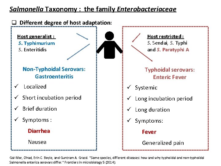 Salmonella Taxonomy : the family Enterobacteriaceae q Different degree of host adaptation: Host generalist