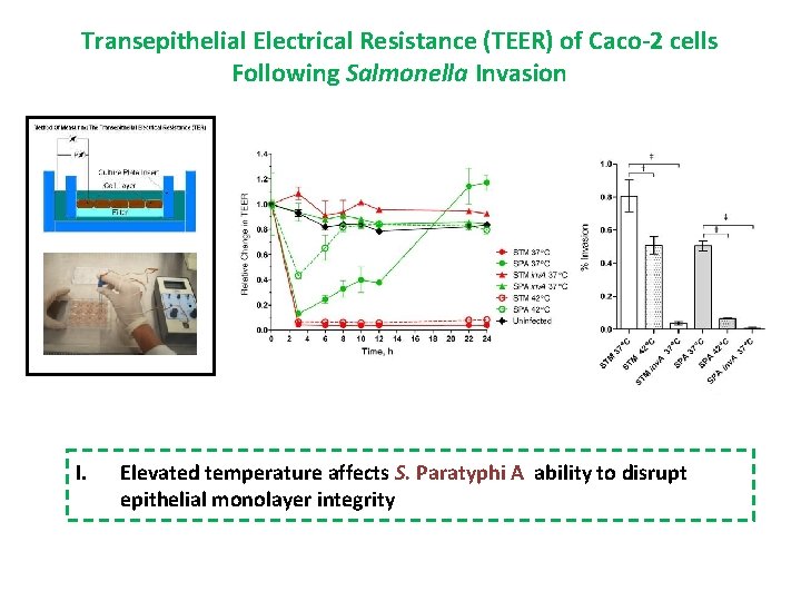 Transepithelial Electrical Resistance (TEER) of Caco-2 cells Following Salmonella Invasion I. Elevated temperature affects