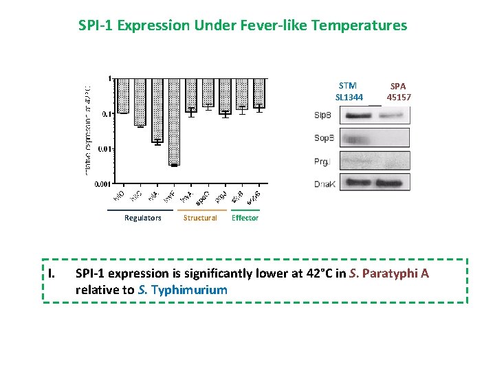 SPI-1 Expression Under Fever-like Temperatures STM SL 1344 Regulators I. Structural SPA 45157 Effector