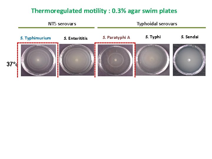 Thermoregulated motility : 0. 3% agar swim plates Typhoidal serovars NTS serovars S. Typhimurium