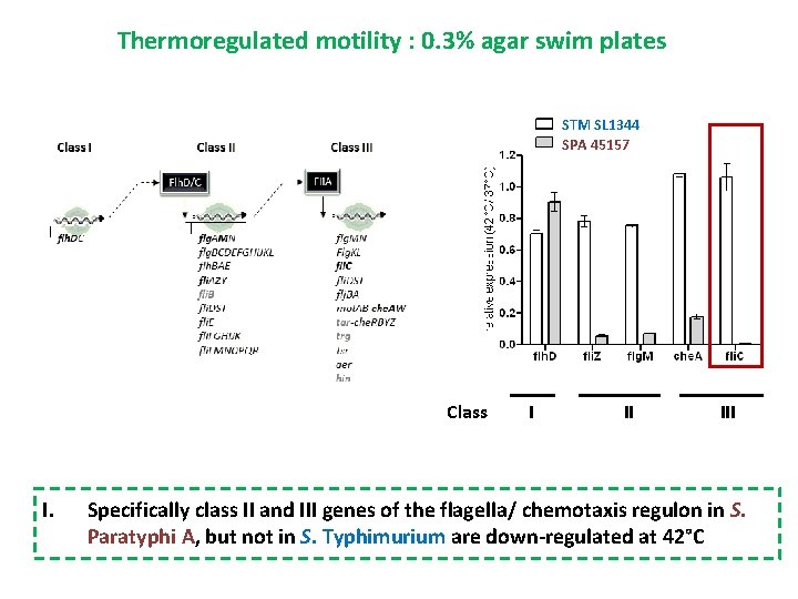 Thermoregulated motility : 0. 3% agar swim plates STM SL 1344 SPA 45157 Class