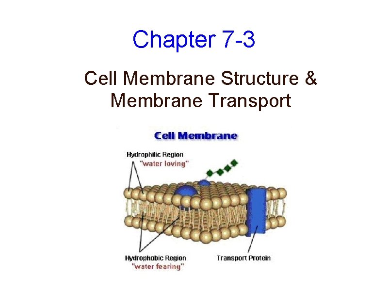Chapter 7 -3 Cell Membrane Structure & Membrane Transport 