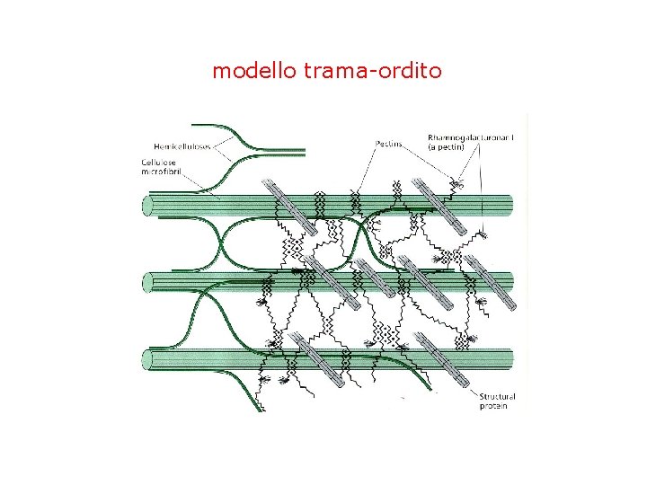 modello trama-ordito 