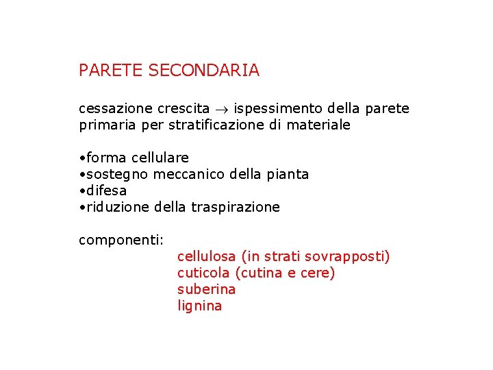 PARETE SECONDARIA cessazione crescita ispessimento della parete primaria per stratificazione di materiale • forma