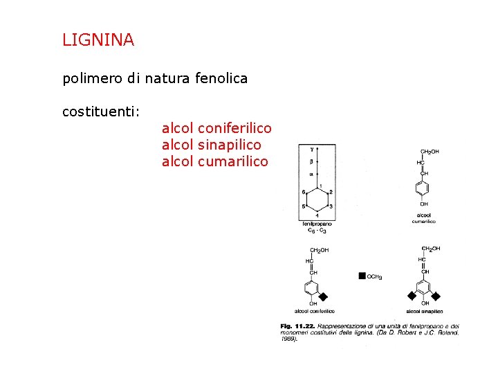 LIGNINA polimero di natura fenolica costituenti: alcol coniferilico alcol sinapilico alcol cumarilico 