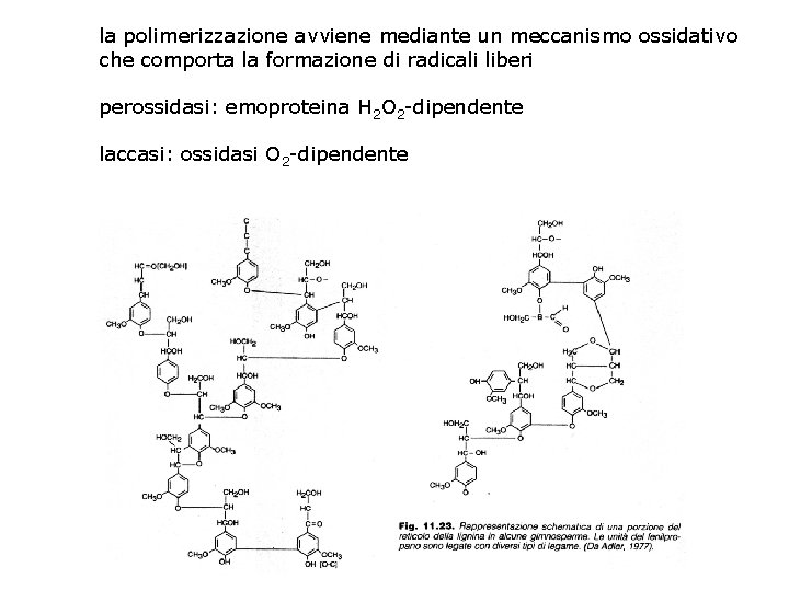 la polimerizzazione avviene mediante un meccanismo ossidativo che comporta la formazione di radicali liberi