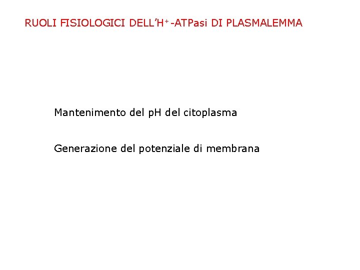 RUOLI FISIOLOGICI DELL’H+-ATPasi DI PLASMALEMMA Mantenimento del p. H del citoplasma Generazione del potenziale