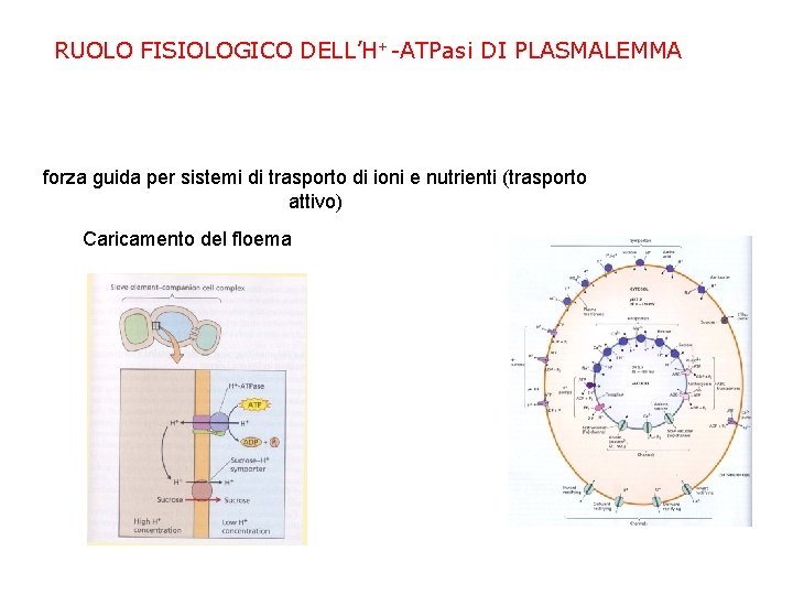 RUOLO FISIOLOGICO DELL’H+-ATPasi DI PLASMALEMMA forza guida per sistemi di trasporto di ioni e