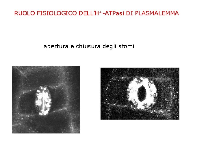 RUOLO FISIOLOGICO DELL’H+-ATPasi DI PLASMALEMMA apertura e chiusura degli stomi 