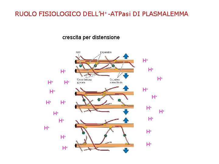 RUOLO FISIOLOGICO DELL’H+-ATPasi DI PLASMALEMMA crescita per distensione H+ H+ H+ H H +