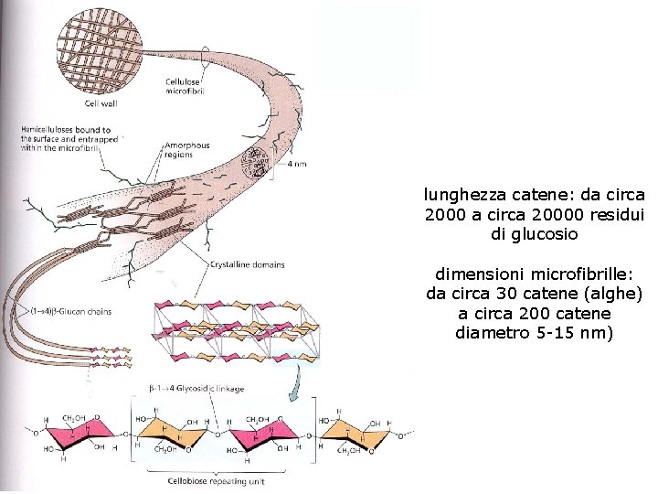 lunghezza catene: da circa 20000 residui di glucosio dimensioni microfibrille: da circa 30 catene