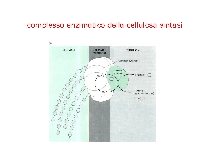 complesso enzimatico della cellulosa sintasi 