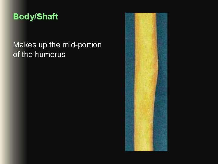 Body/Shaft Makes up the mid-portion of the humerus Body/Shaft Makes up the mid-portion of the humerus