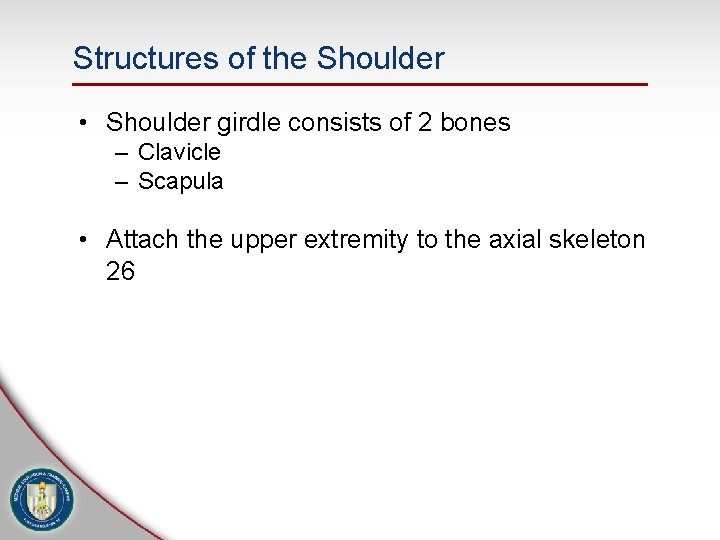 Structures of the Shoulder • Shoulder girdle consists of 2 bones – Clavicle – Structures of the Shoulder • Shoulder girdle consists of 2 bones – Clavicle –