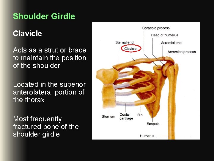 Shoulder Girdle Clavicle Acts as a strut or brace to maintain the position of Shoulder Girdle Clavicle Acts as a strut or brace to maintain the position of