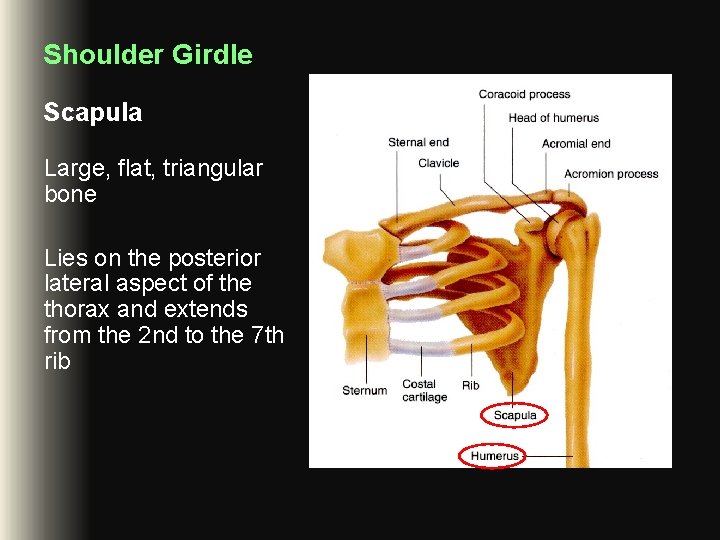 Shoulder Girdle Scapula Large, flat, triangular bone Lies on the posterior lateral aspect of Shoulder Girdle Scapula Large, flat, triangular bone Lies on the posterior lateral aspect of