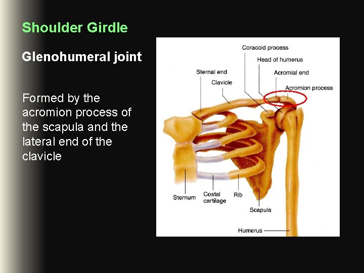 Shoulder Girdle Glenohumeral joint Formed by the acromion process of the scapula and the Shoulder Girdle Glenohumeral joint Formed by the acromion process of the scapula and the