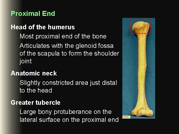 Proximal End Head of the humerus Most proximal end of the bone Articulates with Proximal End Head of the humerus Most proximal end of the bone Articulates with