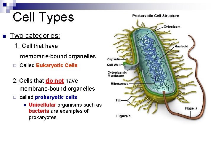 Cell Types n Two categories: 1. Cell that have membrane-bound organelles ¨ Called Eukaryotic