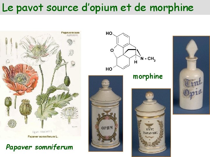 Le pavot source d’opium et de morphine Papaver somniferum 