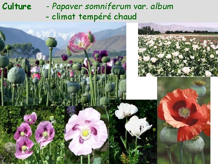 Culture - Papaver somniferum var. album - climat tempéré chaud 