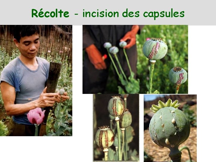 Récolte - incision des capsules 