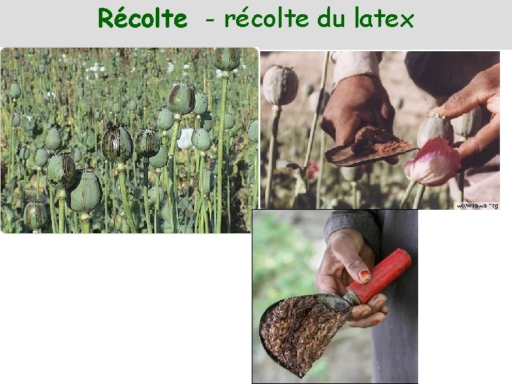 Récolte - récolte du latex 