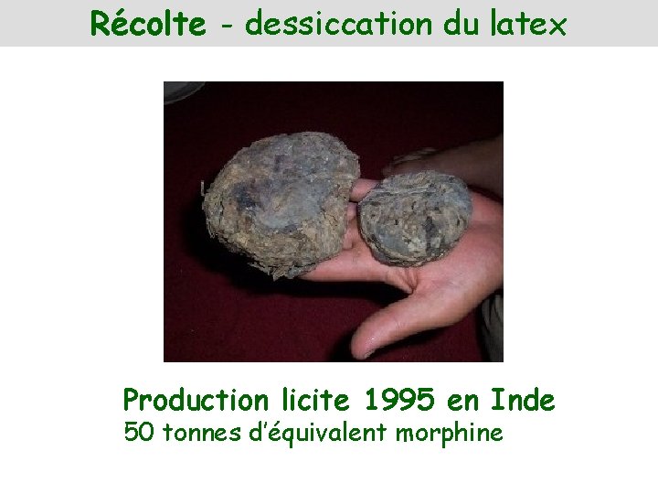 Récolte - dessiccation du latex Production licite 1995 en Inde 50 tonnes d’équivalent morphine