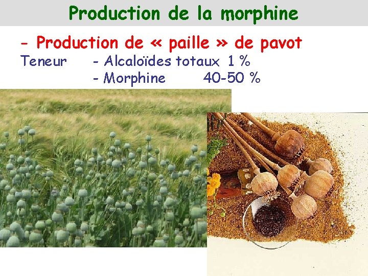 Production de la morphine - Production de « paille » de pavot Teneur -